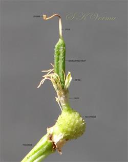  Receptacle bearing mature flower